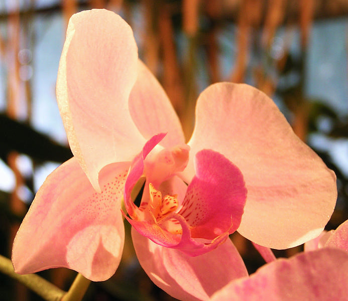 Orchidea.28.JPG - OLYMPUS DIGITAL CAMERA